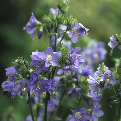 Jacobsladder (Polemonium reptans 'Blue Pearl')