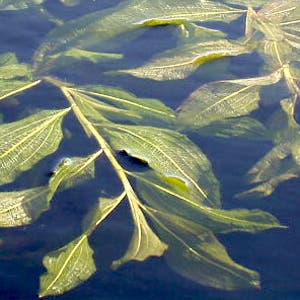 Glanzend fonteinkruid (Potamogeton lucens)