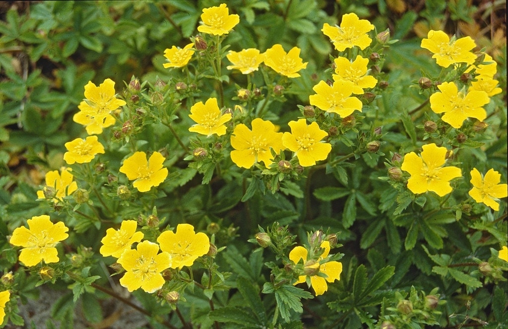 Gele ganzerik (Potentilla aurea)