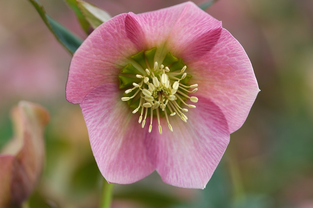 Nieskruid (Helleborus orientalis 'Pretty Ellen Pink')