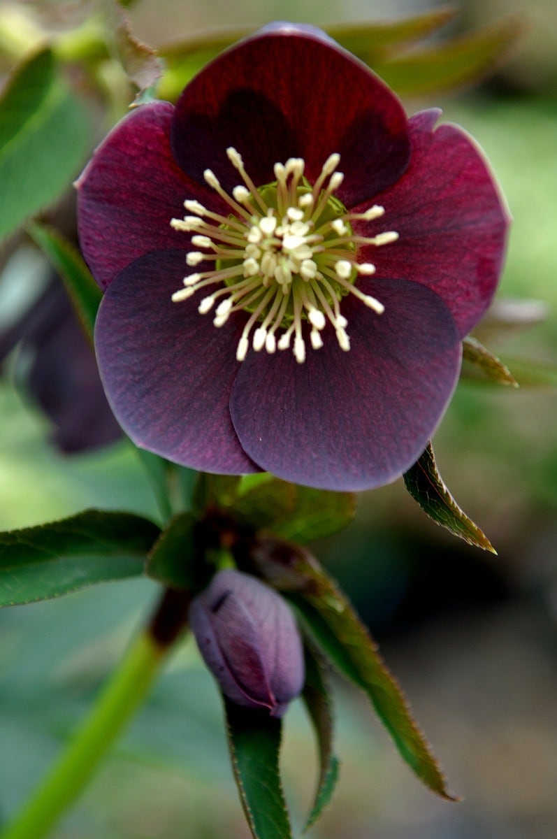 Nieskruid (Helleborus orientalis 'Pretty Ellen Purple')