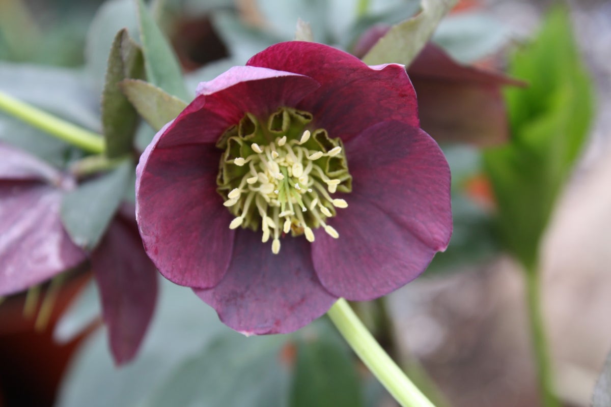 Nieskruid (Helleborus orientalis 'Pretty Ellen Red')