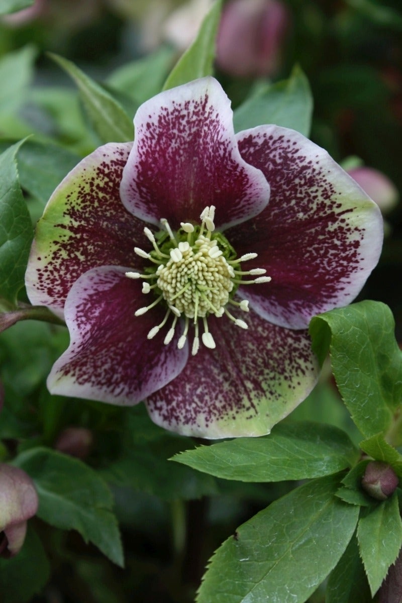 NIeskruid (Helleborus orientalis 'Pretty Ellen Spotted')