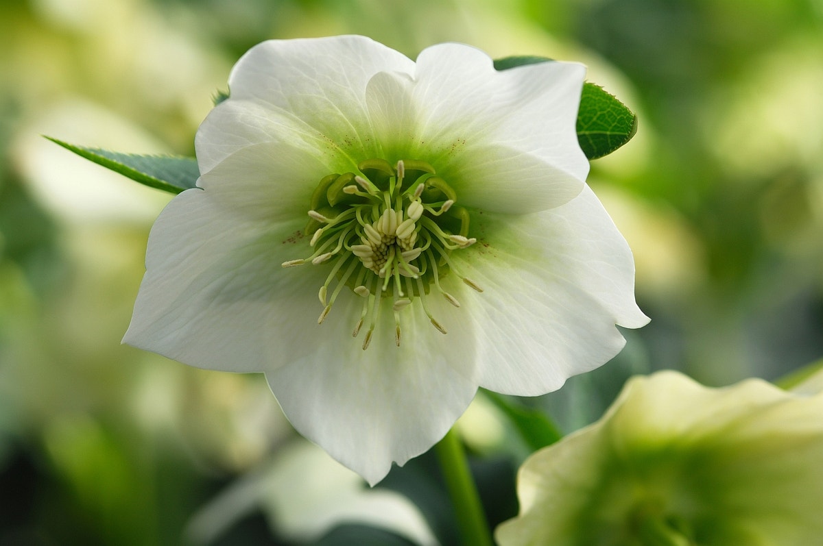 Nieskruid (Helleborus orientalis 'Pretty Ellen White')