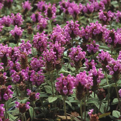 Bijenkorfje (Prunella grandiflora 'Carminea')