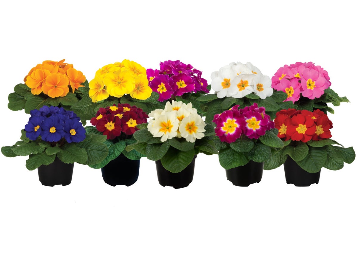 Sleutelbloem mixkleuren ( Primula acaulis)