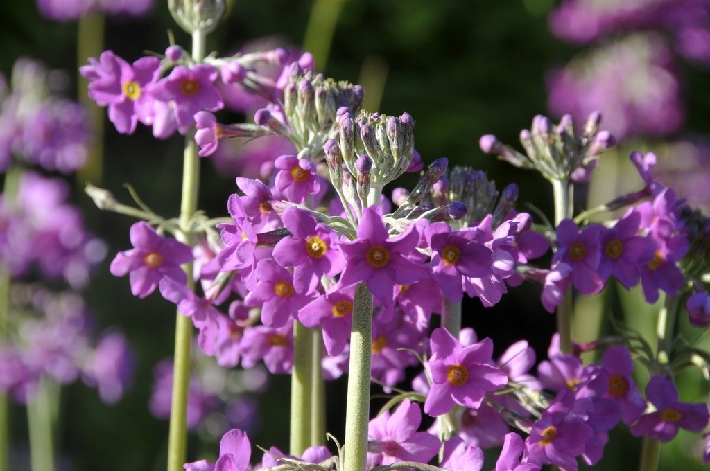 Sleutelbloem (Primula beesiana)