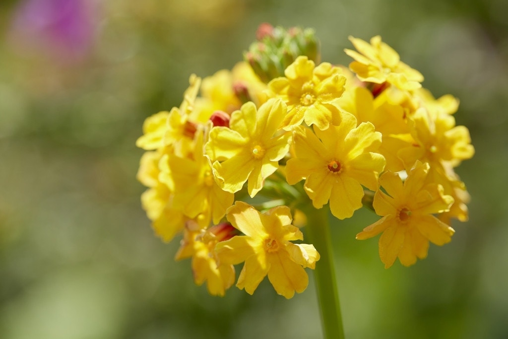 Sleutelbloem (Primula bulleyana)