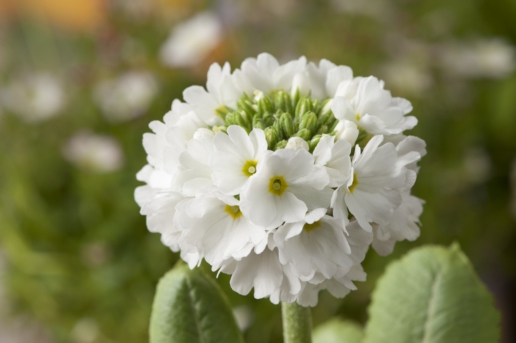 Sleutelbloem (Primula denticulata 'Alba')