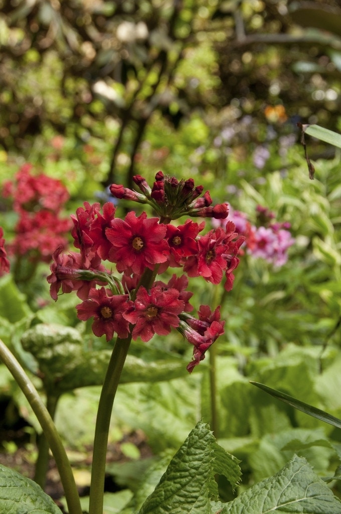 Sleutelbloem (Primula japonica)