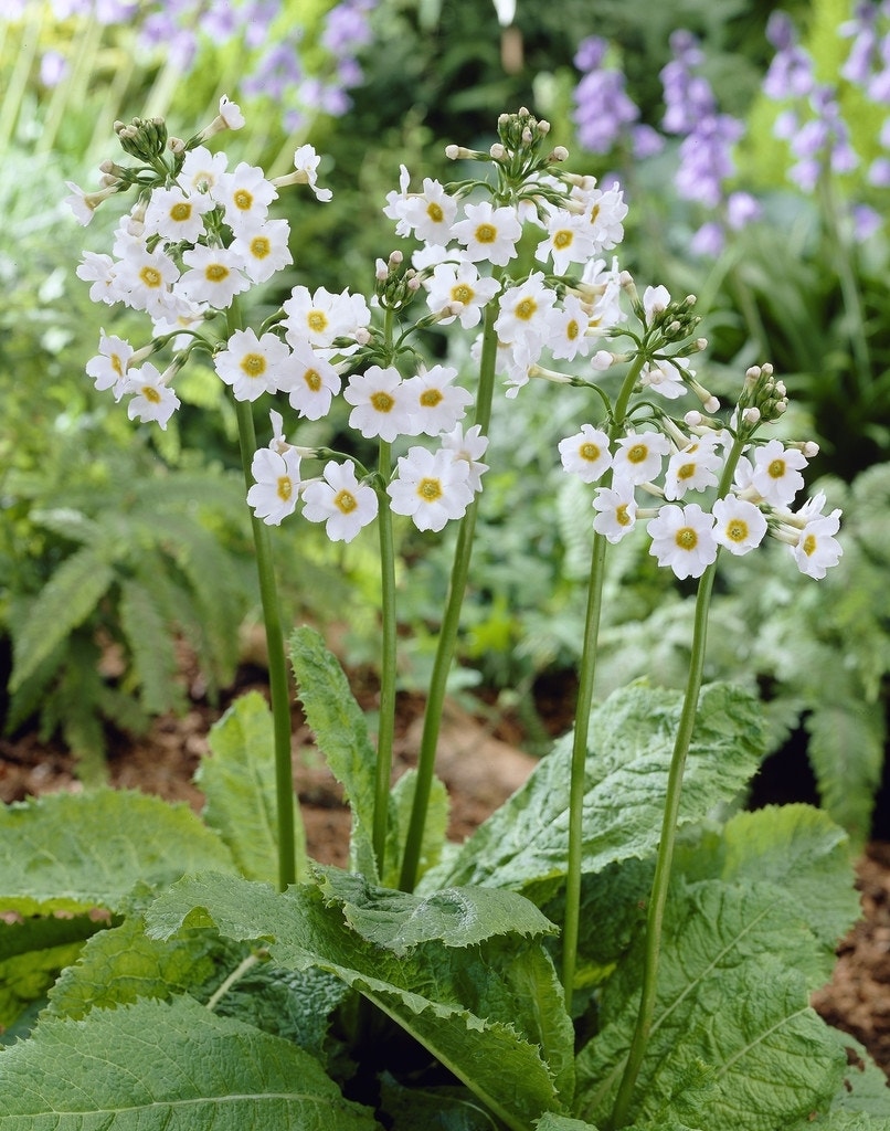 Sleutelbloem (Primula japonica 'Alba')