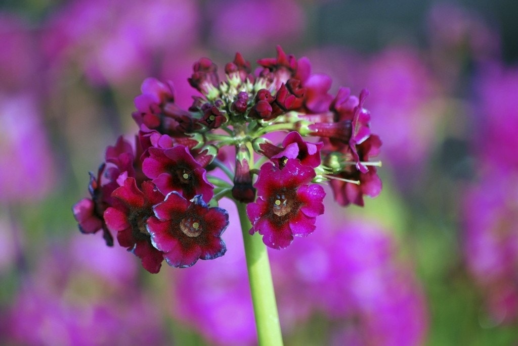 Sleutelbloem (Primula japonica 'Miller's Crimson')