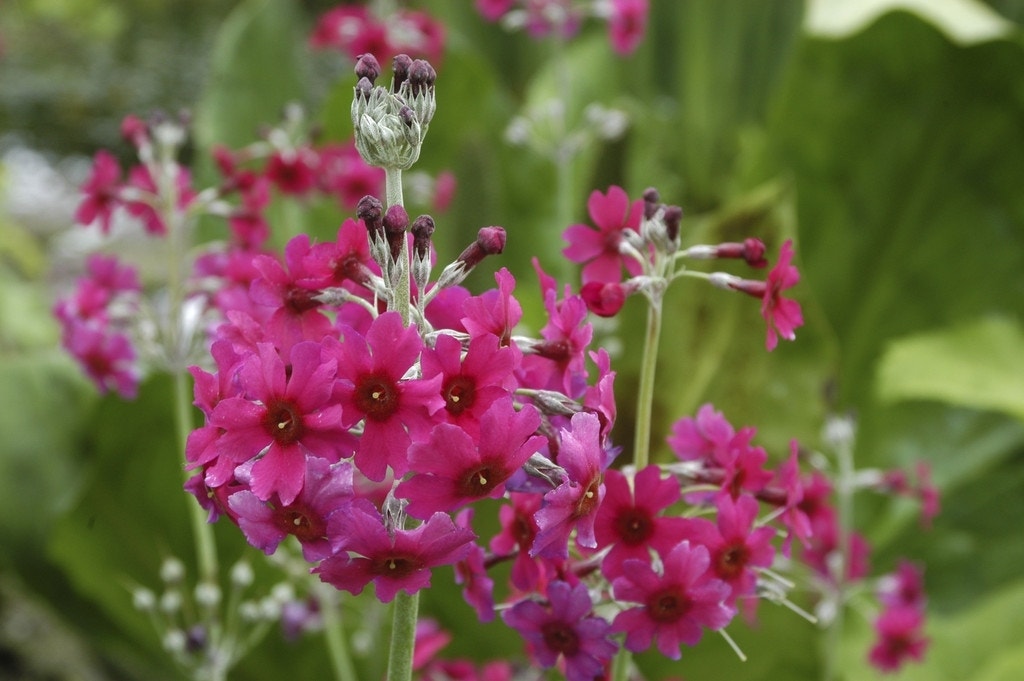 Sleutelbloem (Primula pulverulenta)