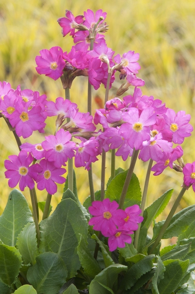 Sleutelbloem (Primula rosea 'Grandiflora')