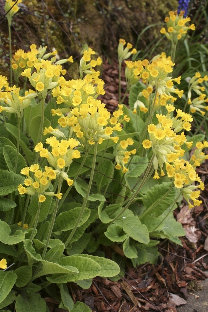 Echte sleutelbloem (Primula veris)