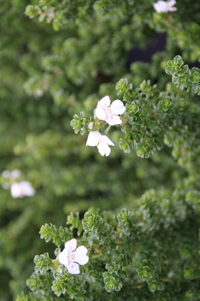 Prostanthera (Prostanthera cuneata)