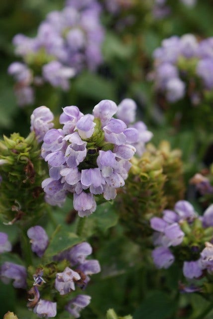 Brunella/brunel/bijenkorfje (Prunella grandiflora 'Loveliness')