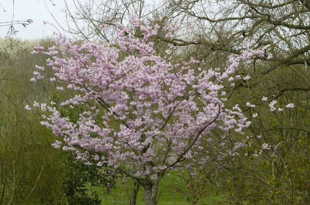 Japanse sierkers (Prunus 'Accolade')