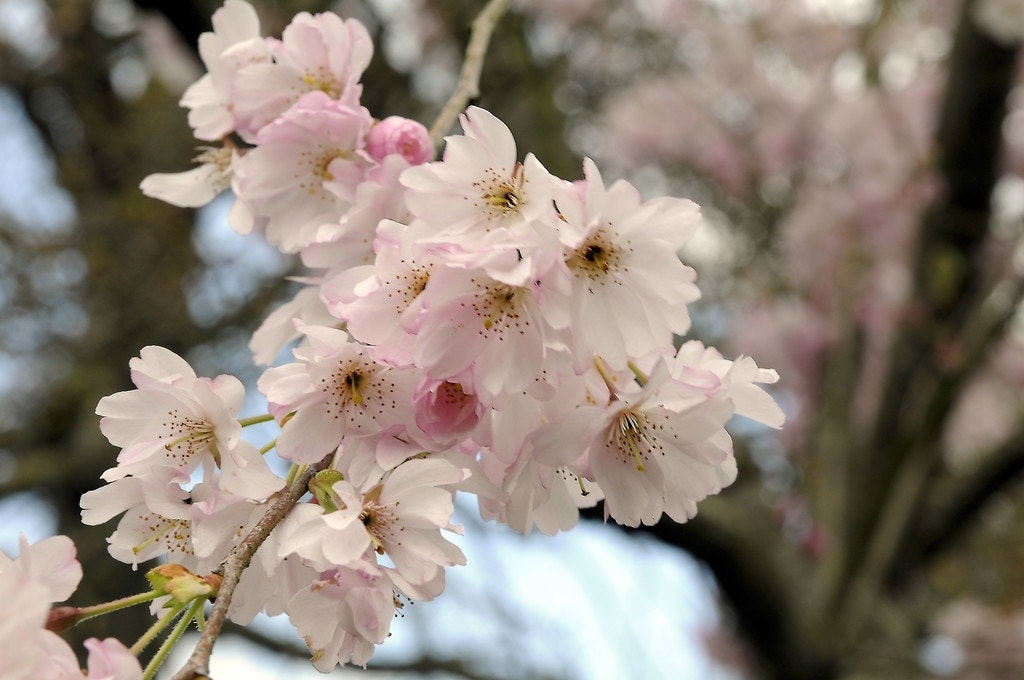 Roze Winterkers (Prunus subhirtella 'Autumnalis Rosea')