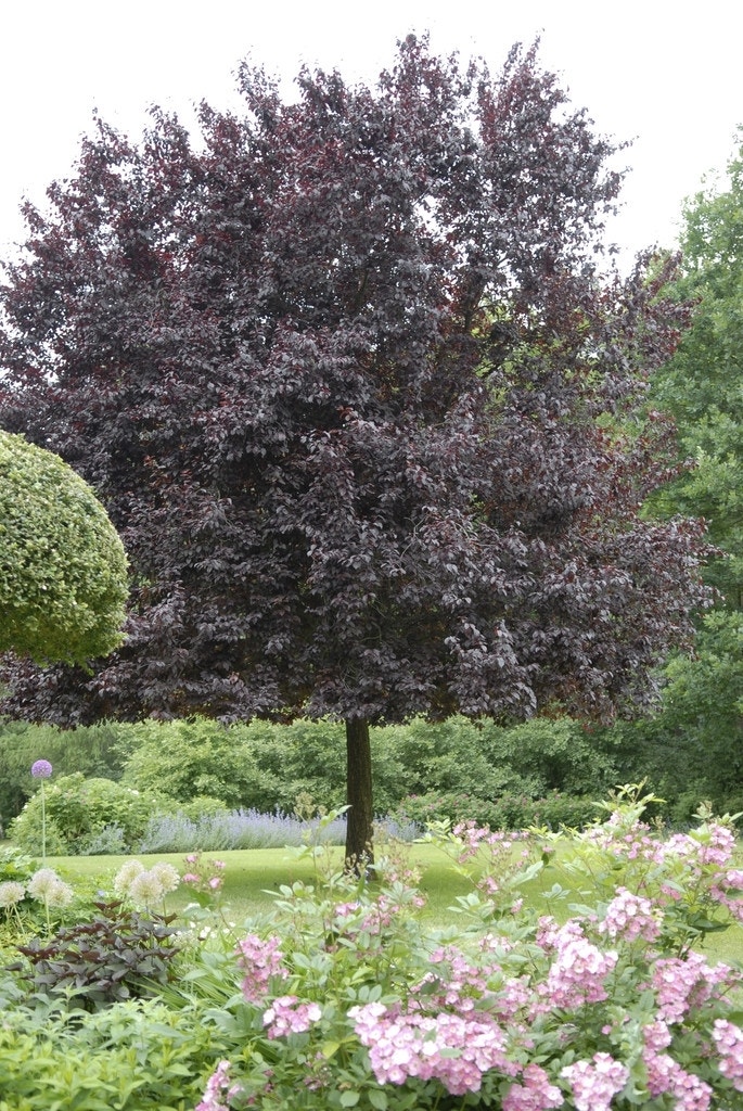 Rode Kerspruim als boom (Prunus cerasifera 'Nigra')