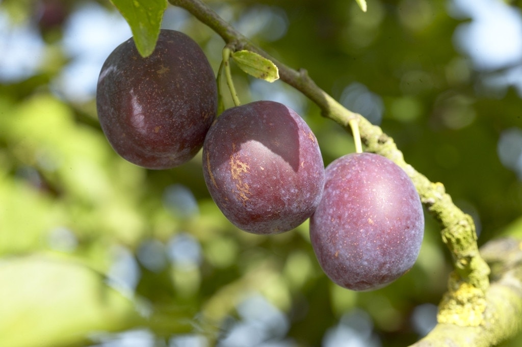 Pruimenboom (Prunus domestica 'Anna Spath')