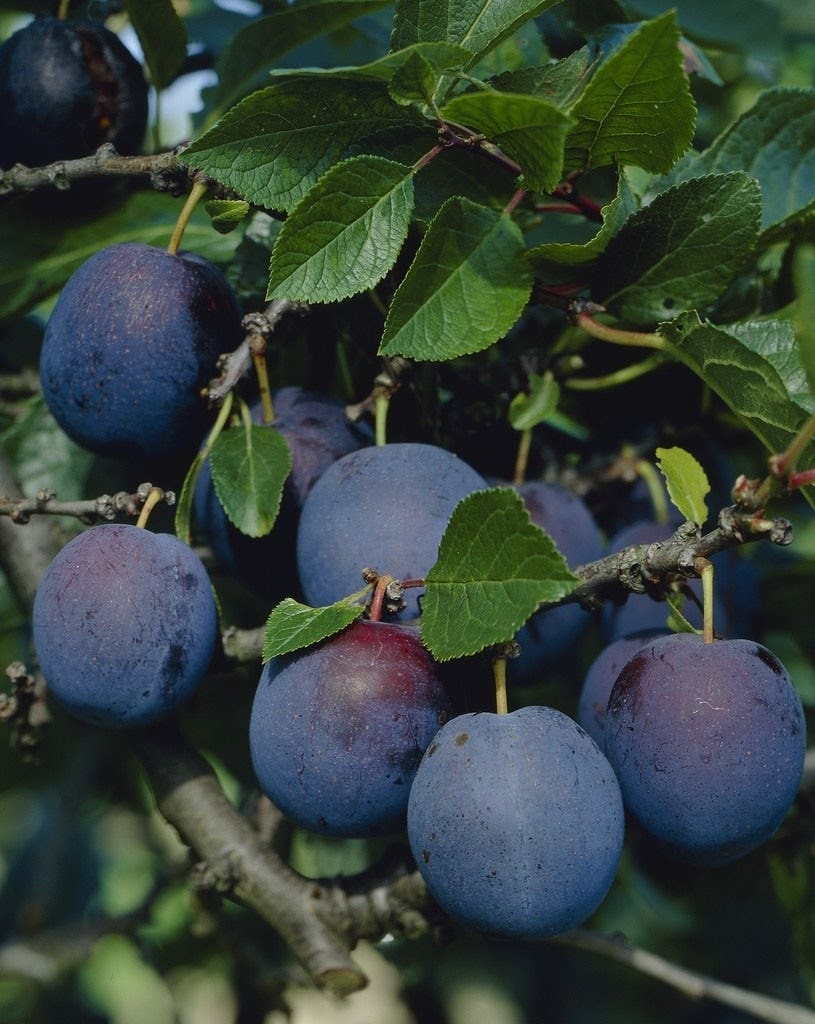 Lei-Pruim (Prunus domestica 'Bleu de Belgique')