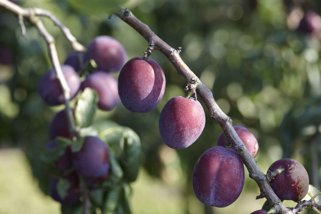 Lei-Pruim (Prunus domestica 'Reine Claude d'Althan')