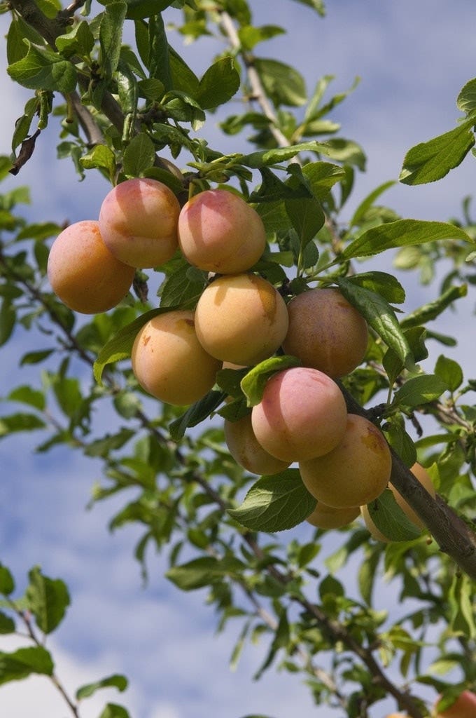 Lei-Pruim (Prunus domestica 'Reine Claude' d'Oullins')