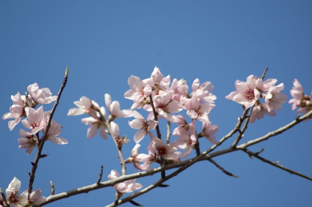 Amandelboom (Prunus dulcis 'Robijn')