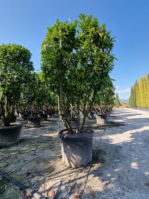 Meerstammige laurier, (Prunus laurocerasus 'Novita')