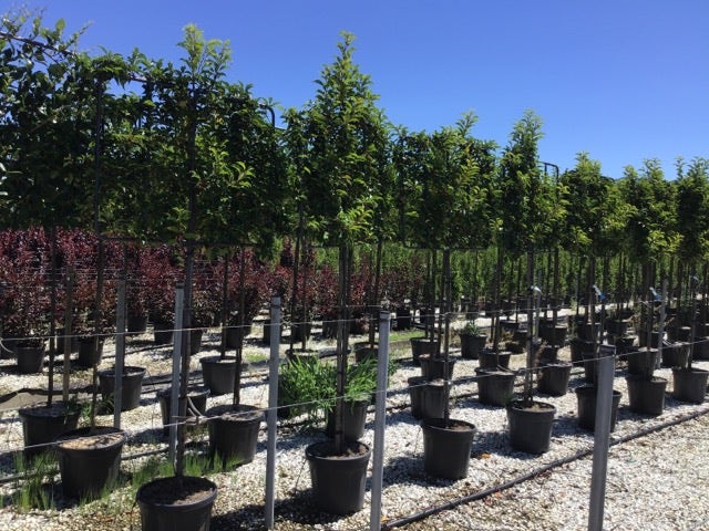 Portugese laurier als leiboom (Prunus lusitanica)