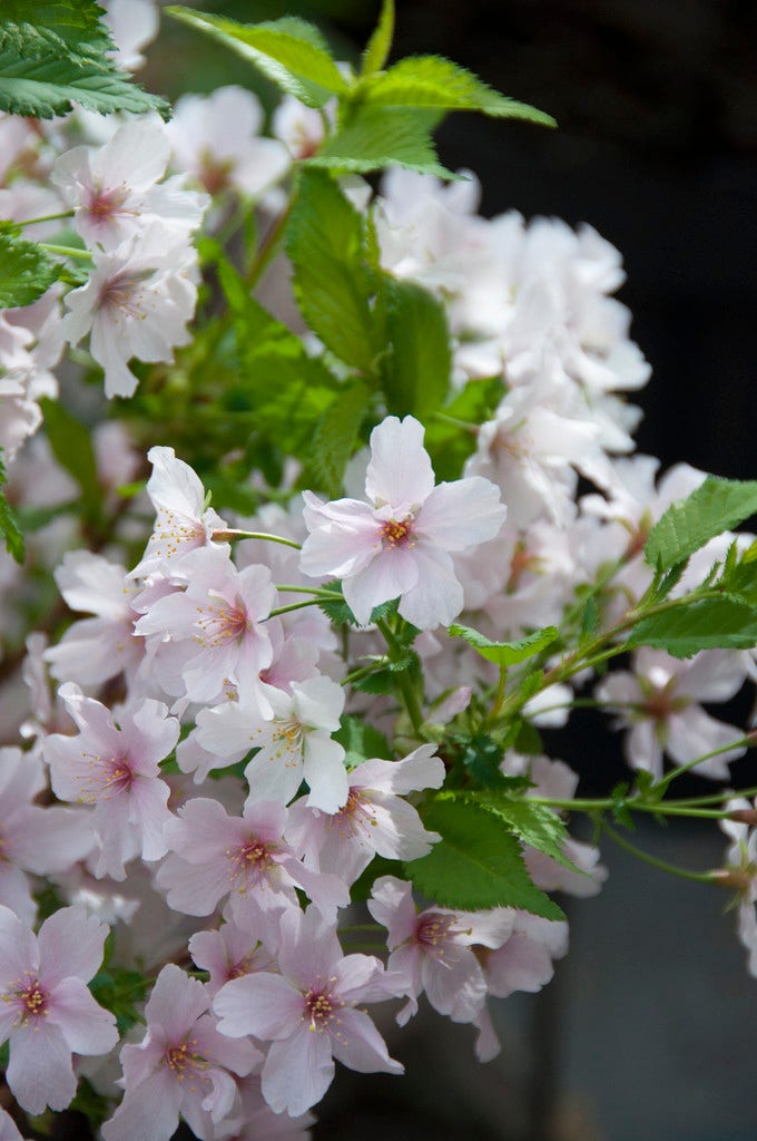 Japanse sierkers (Prunus nipponica 'Brillant')