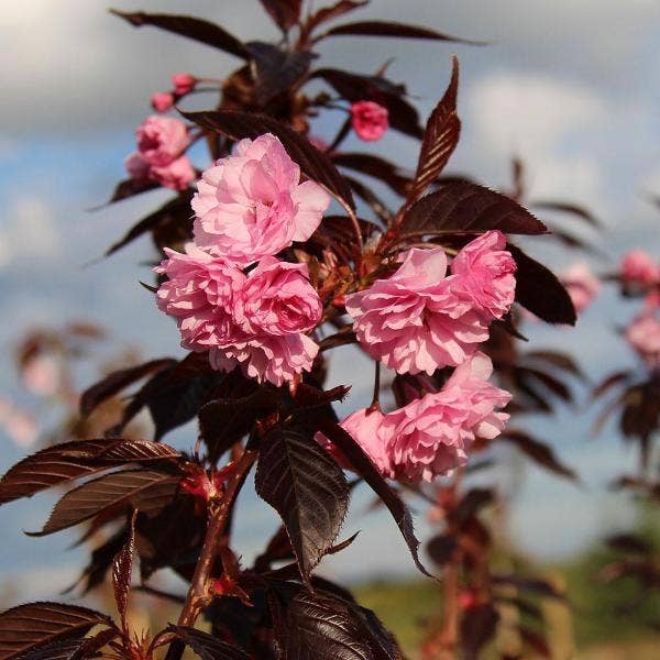 Roodbladige Japanse Sierkers (Prunus 'Royal Burgundy')