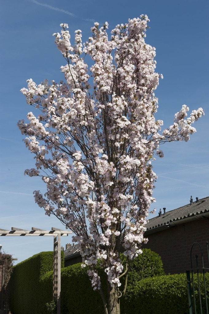 Japanse sierkers als zuilboom (Prunus serrulata 'Amanogawa')