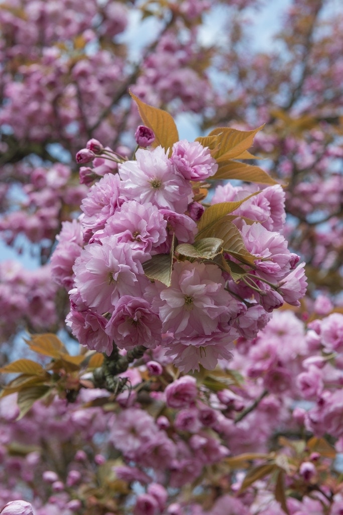 Sierkers, struikvorm (Prunus serrulata 'Kanzan')