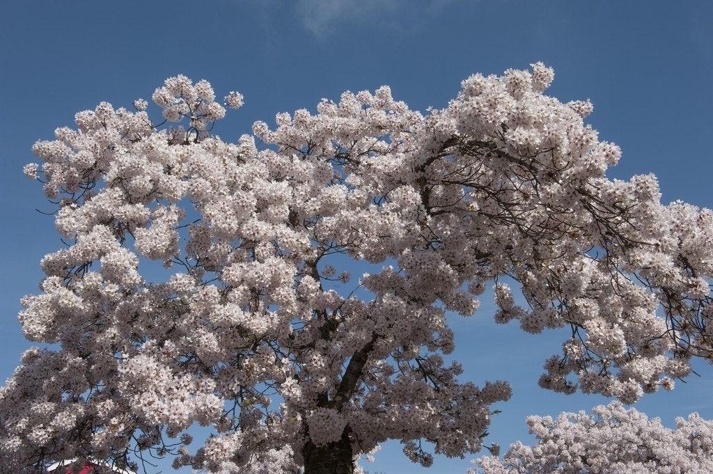 Japanse Sierkers (Prunus yedoensis)