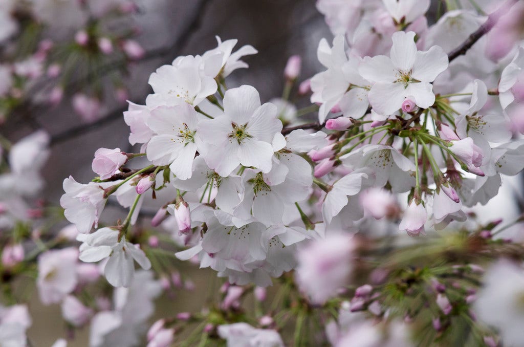 Japanse Sierkers als struik (Prunus yedoensis)