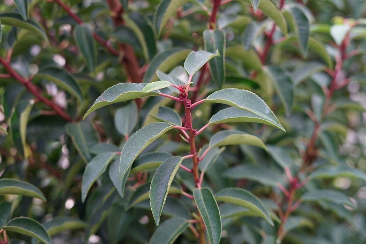 Portugese laurier (Prunus lusitanica 'Angustifolia')