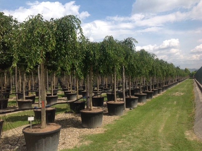 Treursierkers (Prunus subhirtella 'Pendula Rosea')