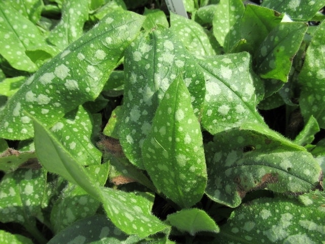 Longkruid (Pulmonaria 'Ice Ballet')