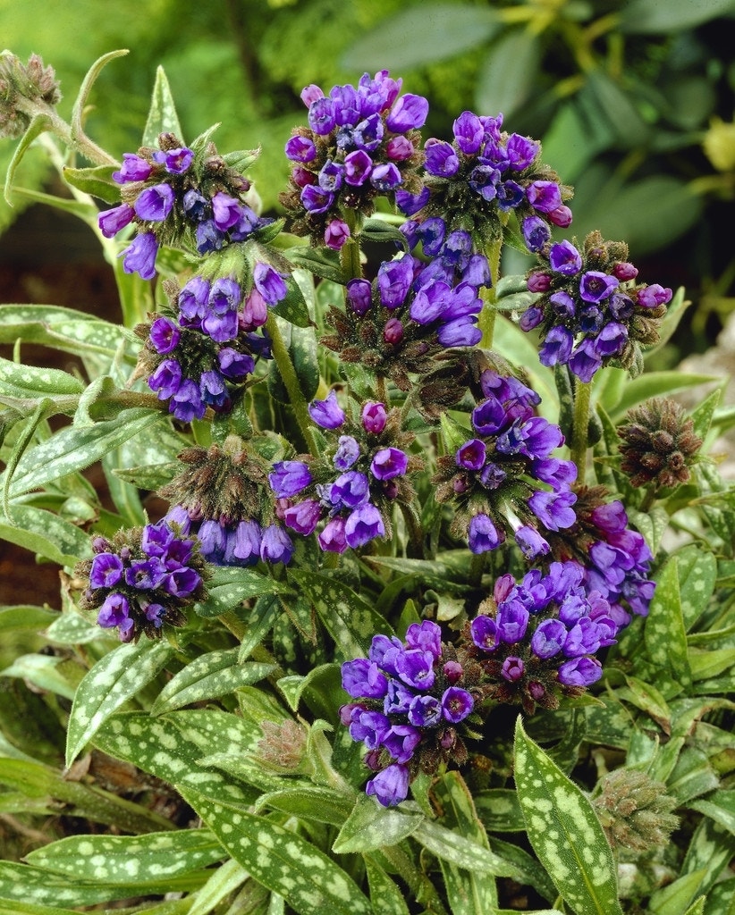 Longkruid (Pulmonaria longifolia 'E.B. Anderson')