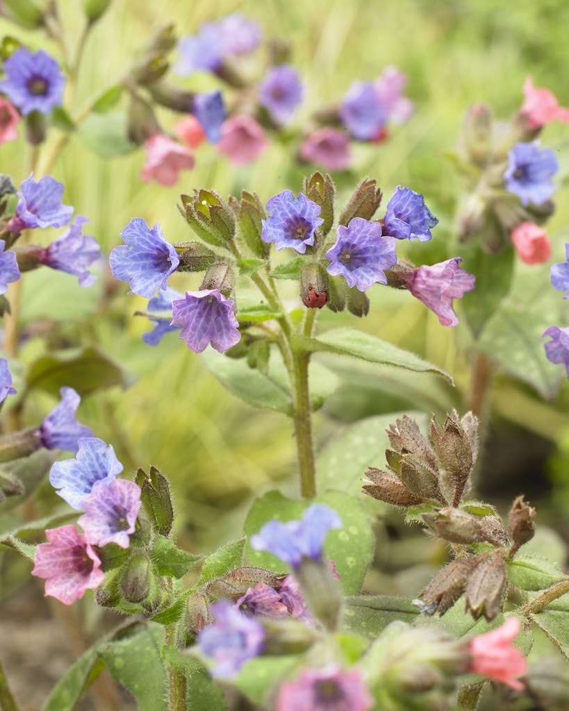 Longkruid (Pulmonaria saccharata 'Mrs. Moon')