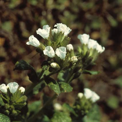 Longkruid (Pulmonaria officinalis 'Sissinghurst White')