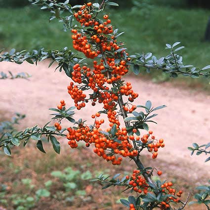 Vuurdoorn (Pyracantha 'Orange Glow')