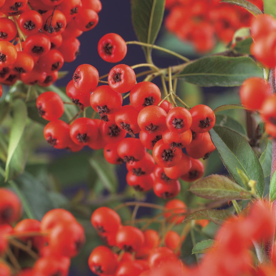 Vuurdoorn (Pyracantha 'Red Column')