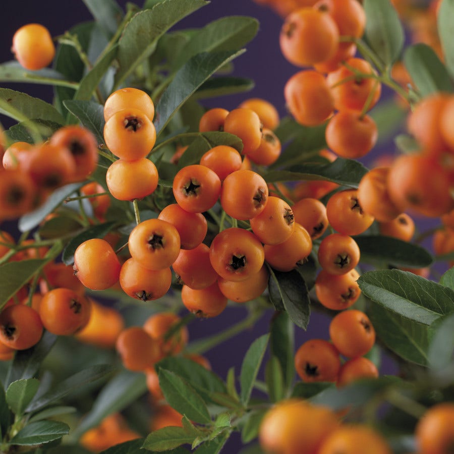 Vuurdoorn (Pyracantha 'Golden Charmer')