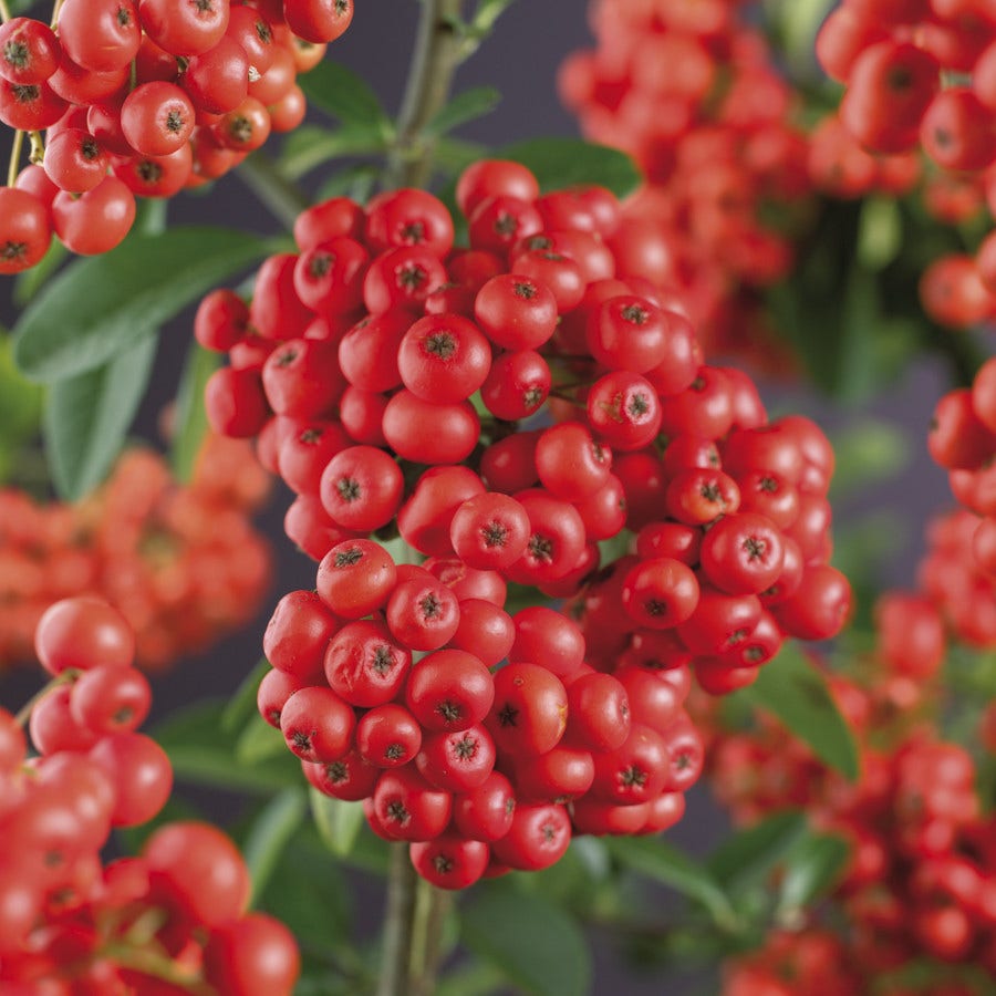 Vuurdoorn (Pyracantha 'Mohave')