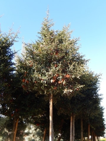 Vuurdoorn op stam (Pyracantha 'Navaho')