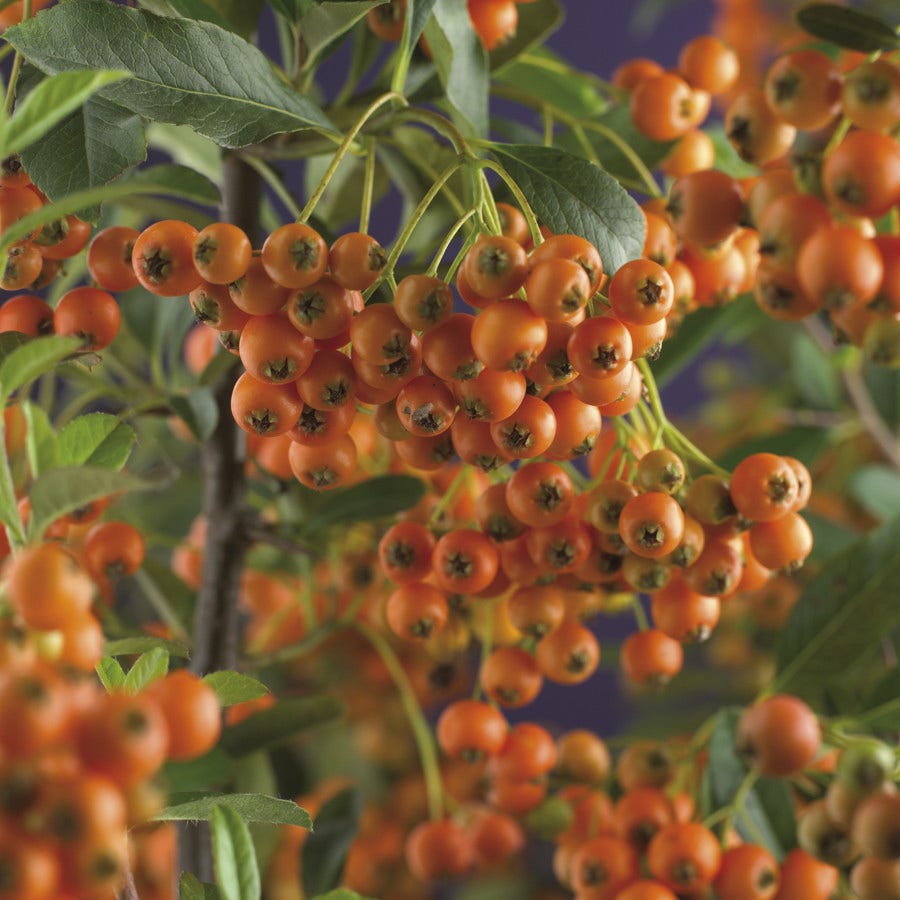 Vuurdoorn (Pyracantha 'Orange Charmer')