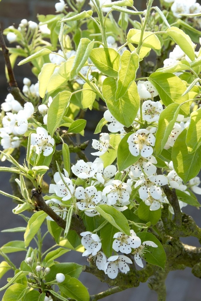 Sierpeer als leivorm (Pyrus calleryana 'Chanticleer)